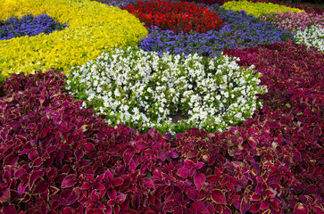 Garden of beautiful and colouful flowers.