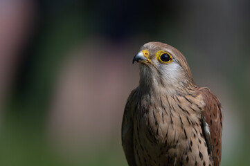Bird of prey