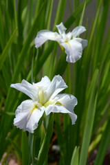Obraz premium 菖蒲