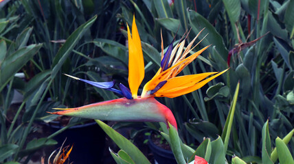 Obraz na płótnie Canvas Nice orange flower Strelitzia reginae bird of paradise flower. Unusual form flower. Los Angeles symbol. Spain. Spring. 