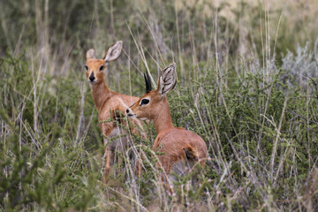 Naklejka na ściany i meble Steenbok couple, Kgalagadi, South Africa
