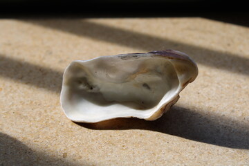 Fototapeta na wymiar Seashell on a marble stone, with sunlight.