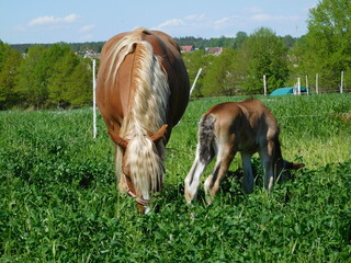 hoarses mare and foal  an equine up to one year old; this term is used mainly for horses, but can be used for donkeys. More specific terms are colt for a male foal and filly for a female foal, and are