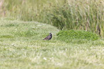 starling 2