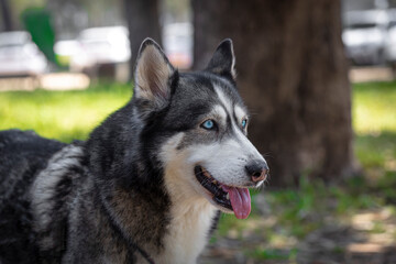 Husky. Close-up portrait of the head of a dog of the Husky breed on the background of nature. Dogs.
