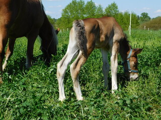hoarses mare and foal an equine up to one year old; this term is used mainly for horses, but can be used for donkeys. More specific terms are colt for a male foal and filly for a female foal, and are