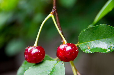 ripe cherries on cherry tree