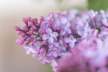 lilac on a twig. Spring. Purple flowers