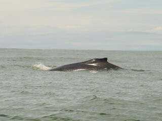 Fototapeta premium wild whales in the sea of costa rica