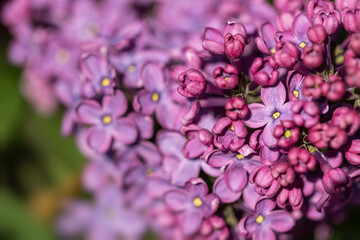 delicate purple lilac flowers