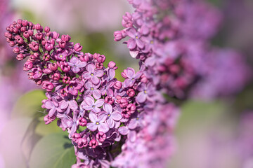 bright spring flowers. soft purple lilac. Photo wallpapers