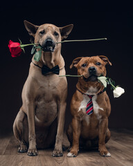 two dogs with roses