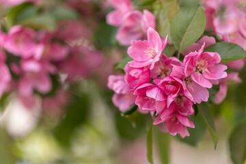 Fototapeta na wymiar delicate pink apple flowers. Apple blossoms. Spring.