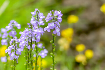 春に咲くマツバウンラン