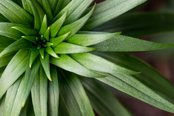 blur effect. Bright green background of lily leaves. Lily flowers did not blossom.