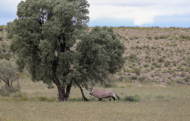 Gemsbok or South African Oryx, Kgalagadi, South Africa