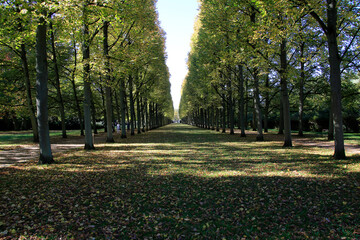 Französischer Garten, Allee, Linden Allee, Celle, Niedersachsen, Deutschland, Europa  --
French Garden, Allee, Linden Allee, Celle, Lower Saxony, Germany, Europe