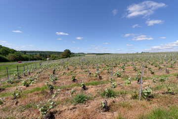 Fototapeta na wymiar Champagne vineyard in the Marne valley near Chateau-Thierry city