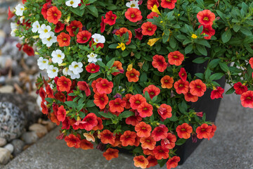 a planter full of red, white, yellow and orange blooms of million bells