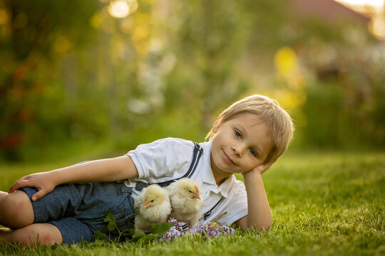 Beautiful toddler boy, child in vintage clothing, playing with little chicks in the park under blooming tree in garden