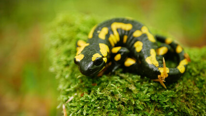 Fire Salamander Salamandra salamandra forest on moss close up detail, endangered species protected...