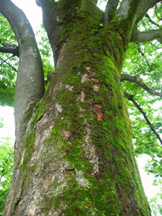 5月の朝の雨に濡れる新緑の苔むす欅の木