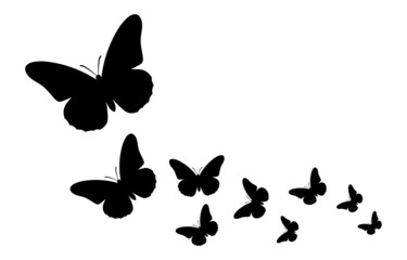 Vector composition with butterflies. Isolated black illustration on white background.