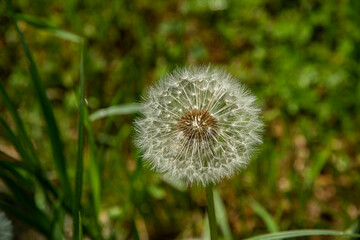 Dandelion seed head closeup as floral background