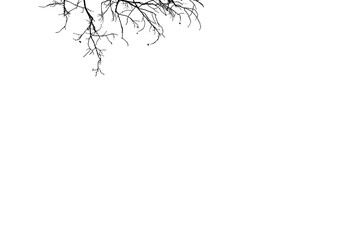 Bare branches, trees overlays, dry branches, branch Photoshop overlay, bird, png - obrazy, fototapety, plakaty
