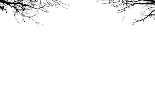 Bare branches, trees overlays, dry branches, branch Photoshop overlay, bird, png