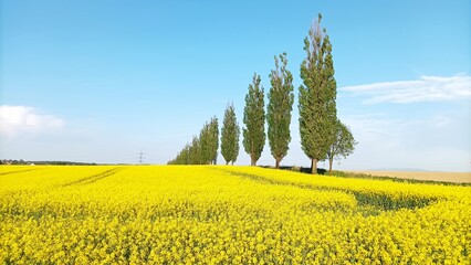 field and blue sky