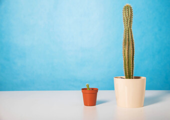 Two pots with a small and a large cactus on a table on a blue background. The concept of male libido and surgical penis enlargement, ligamentotomy. Copy space for text - obrazy, fototapety, plakaty