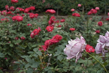 違っていてもいい