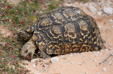 Leopard tortoise eating flowers in the Kgalagadi, South Africa