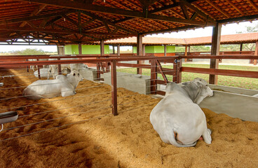 Cattle. Nellore cattle resting on a farm in Campina Grande, Paraíba, Brazil on October 2, 2004.