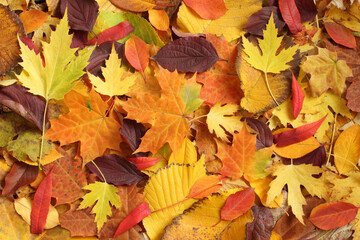 Naklejka na ściany i meble Autumn background - dried yellow, green, orange, purple and red leaves of maple, alder, sumac tree, cherry, arranged at random. View from above. Closeup