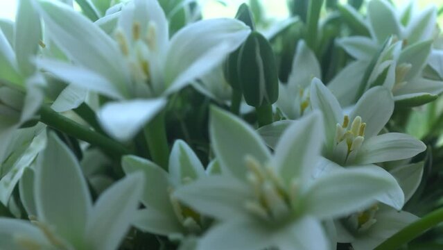 4k Macro Rotation Of Wildflowers Umbellatum