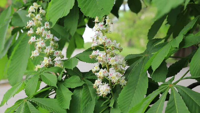 Aesculus hippocastanum blossom of horse-chestnut tree. Spring blossoming chestnut tree flowers