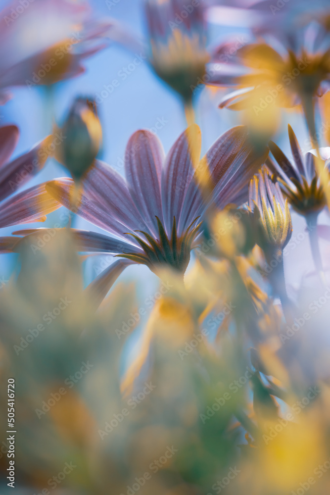 Sticker daisy flowers field