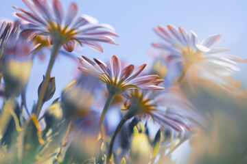 Beautiful Daisy Flowers