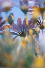 Fototapeten Daisy Flowers Field © Anna Om