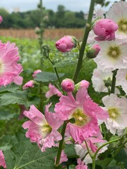 Beautiful pink florals found right by the lotus pond of Ueno Tokyo Japan, year 2022 summer
