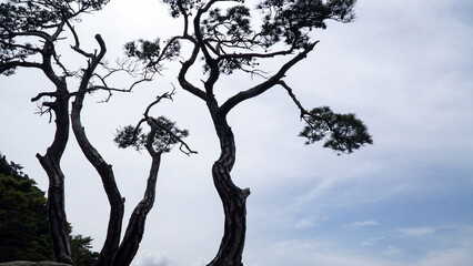 The silhouette and skyline of pine trees that live with the strong wind.