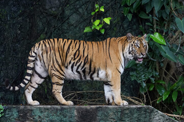 Fototapeta na wymiar Close up bengal tiger is beautiful animal and dangerous in forest