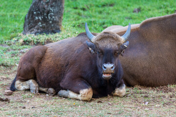 Indian Bison (Indian Guar). Strong and massively built animal with a high convex ridge on the...