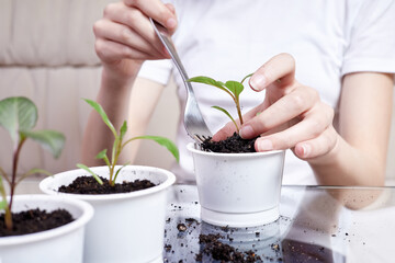 Small girl transplanting plant seedlings into new pot at home