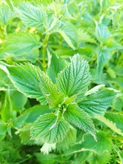 Nettle leaves