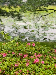 Pink azaleas blossoming in the park of Ueno, downtown Tokyo Japan, year 2022, surrounded by the lotus pond in growing.