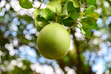 Pomelo or Grapefruit on the tree in the garden..