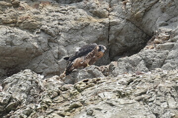 peregrine falcon in the cliff